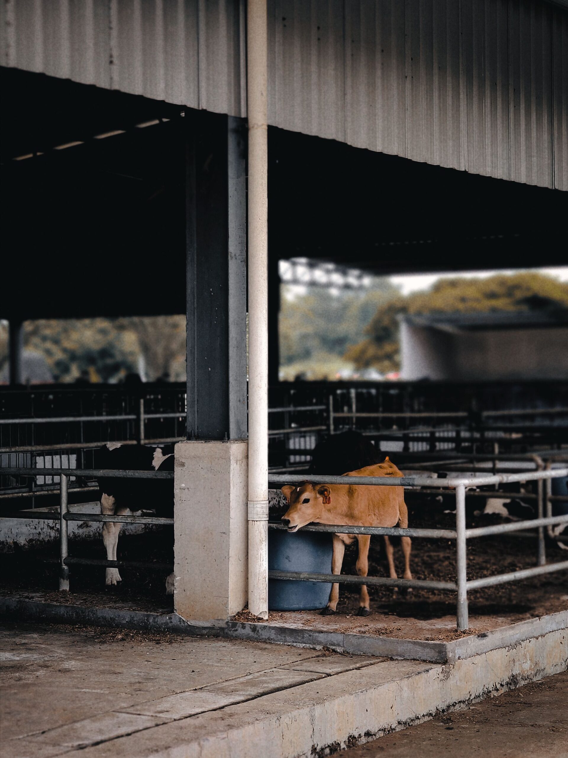 A brown cow stands in a covered barn with metal fencing, typical of livestock farming.